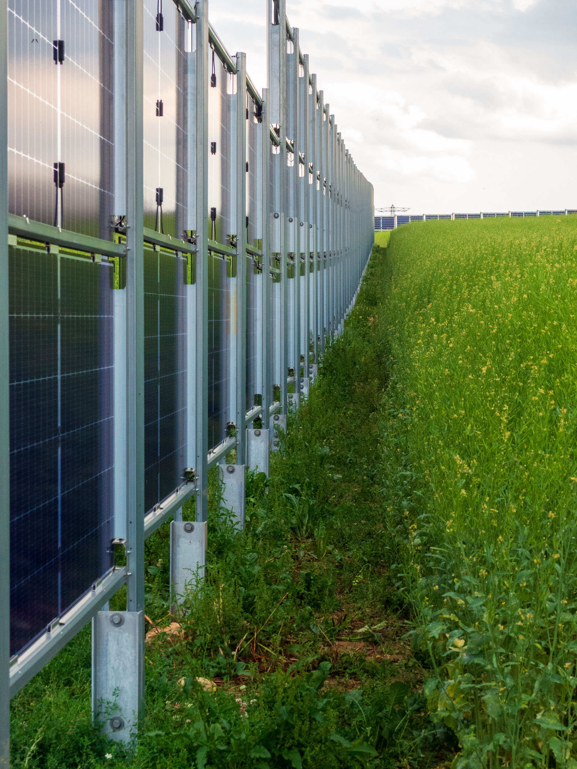 Löffingen Saksa 2025. Haslachhof Familie Wiggertin vertikaali AgriPV järjestelmä, jossa paikoin jopa kolme vaakapaneelia päällekkäin. Viljelyssä keltasinappia. Kuva Jari Mustonen.
