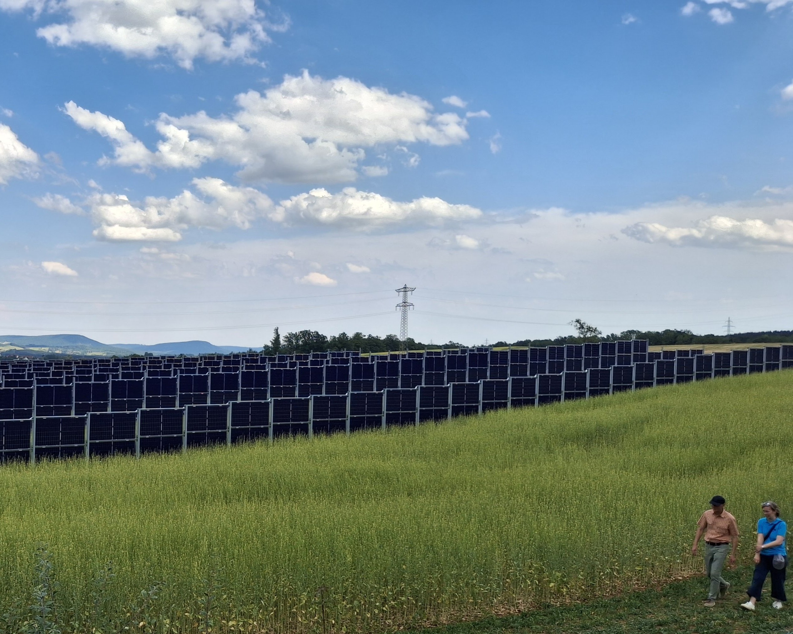 Löffingen Saksa 2025. Vertikaali AgriPV-järjestelmä, jossa paikoin jopa kolme vaakapaneelia päällekkäin. Viljelyssä keltasinappia. Kuva Teemu Heikkinen