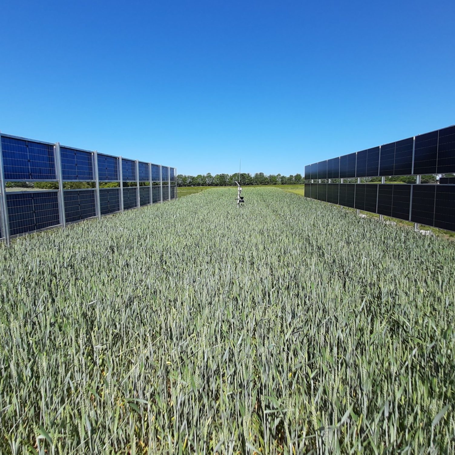 Marta Victoria, CC BY-SA 4.0 <https://creativecommons.org/licenses/by-sa/4.0>, via Wikimedia Commons