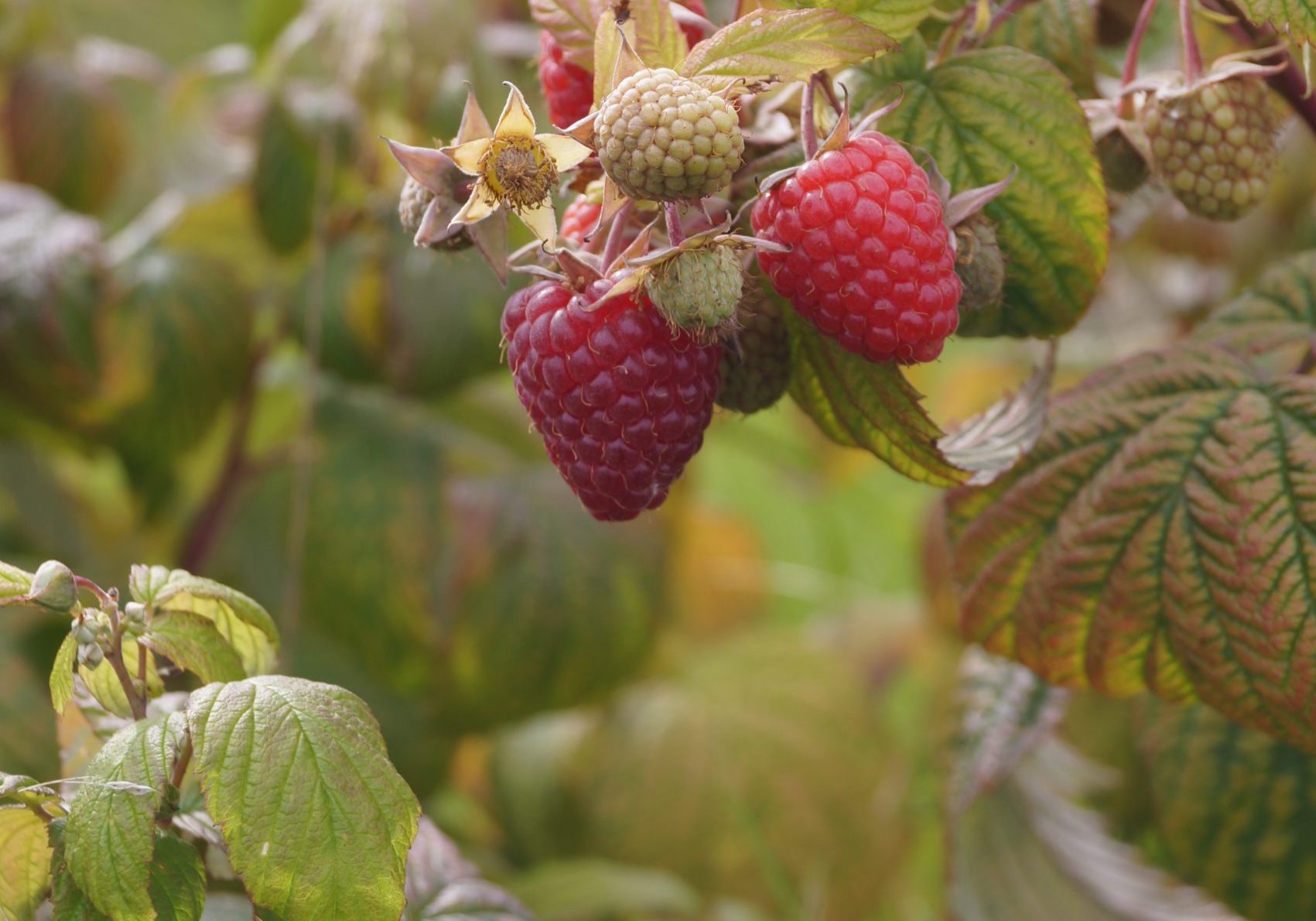 Kypsiä vadelmia poimittaviksi Kuuselan marjatilalla.