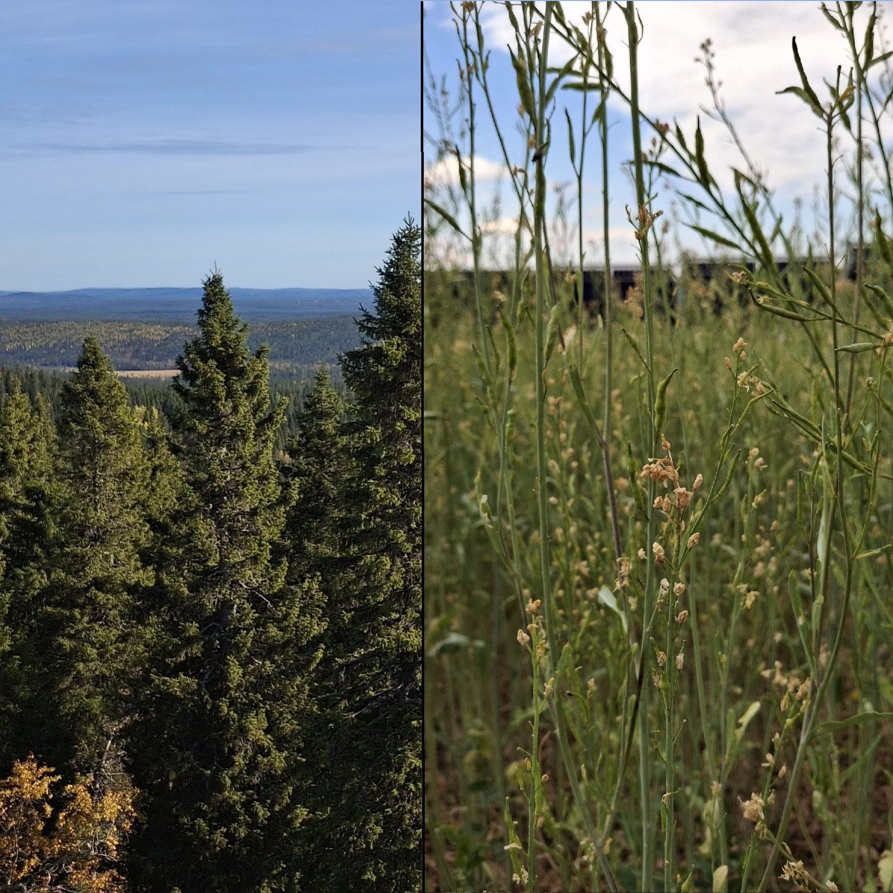 metsästä peltoa taustalla AgriPV
